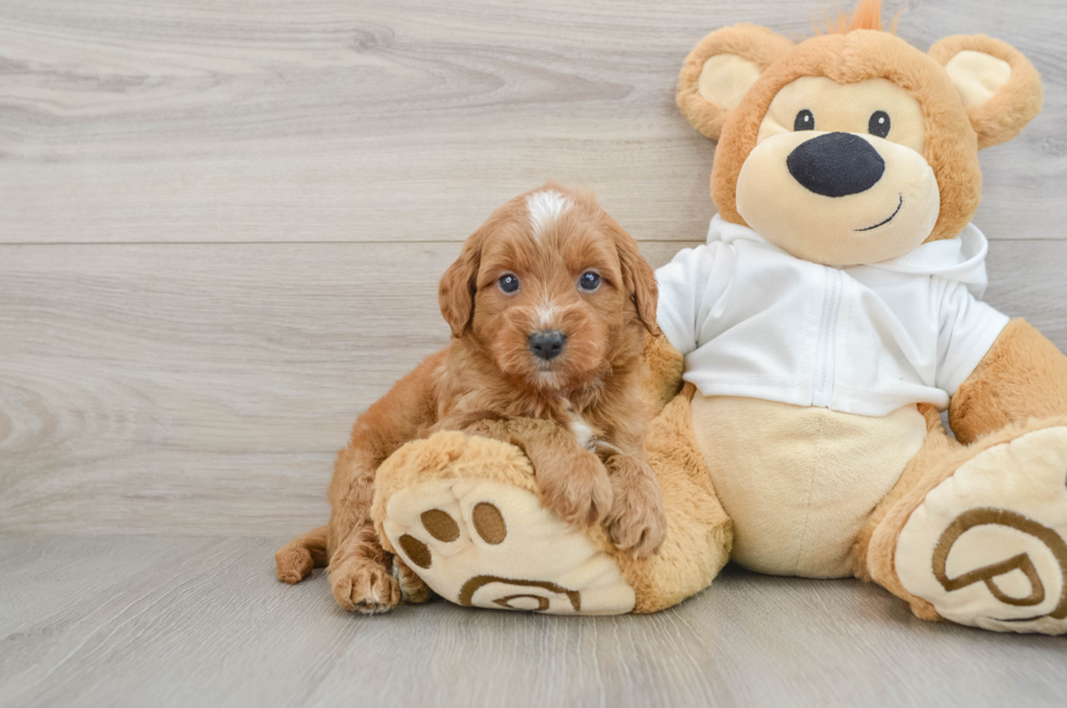 5 week old Mini Goldendoodle Puppy For Sale - Premier Pups