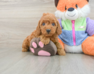 7 week old Mini Goldendoodle Puppy For Sale - Premier Pups