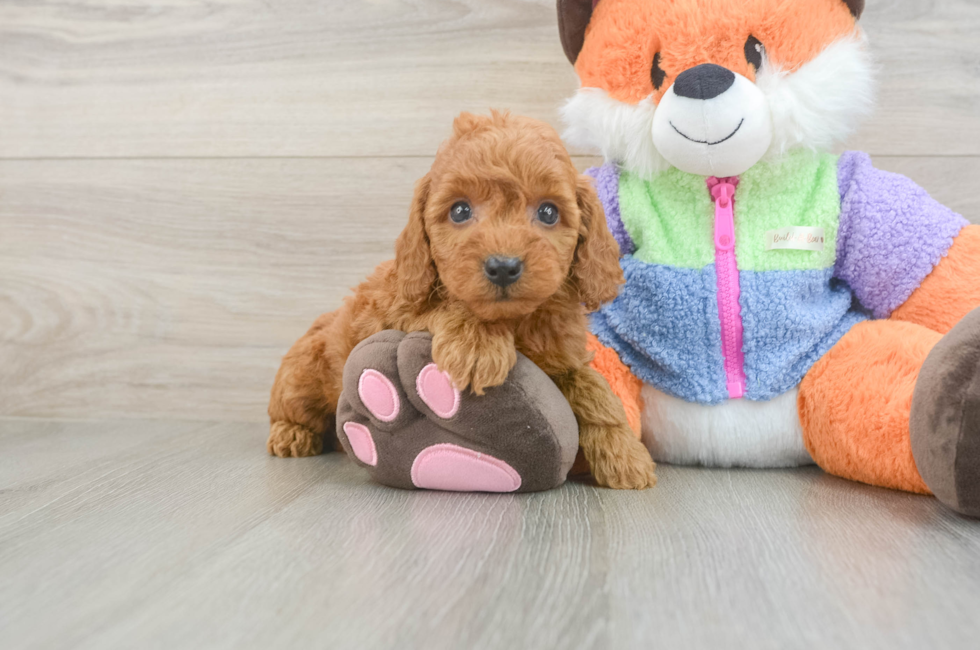 5 week old Mini Goldendoodle Puppy For Sale - Premier Pups