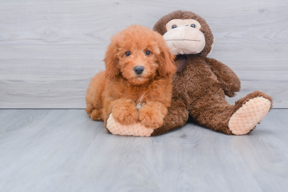 Mini Goldendoodle Puppy for Adoption