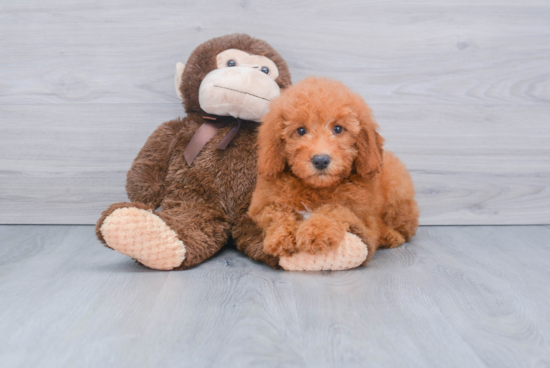 Best Mini Goldendoodle Baby