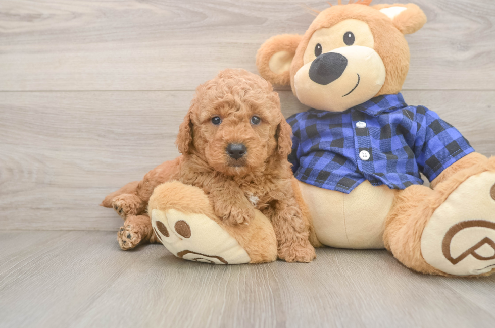 5 week old Mini Goldendoodle Puppy For Sale - Premier Pups