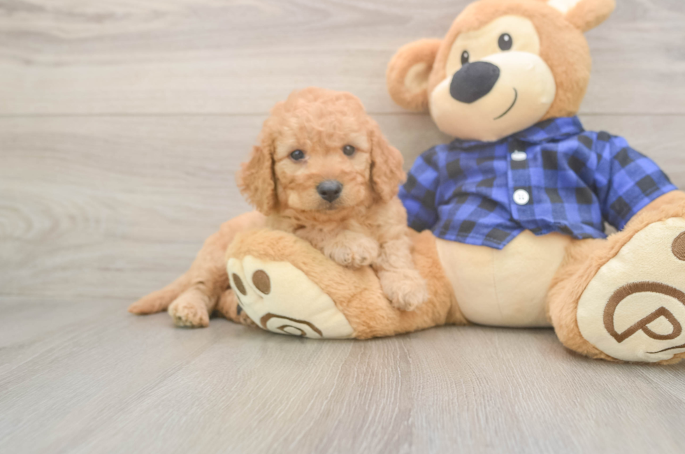 6 week old Mini Goldendoodle Puppy For Sale - Premier Pups