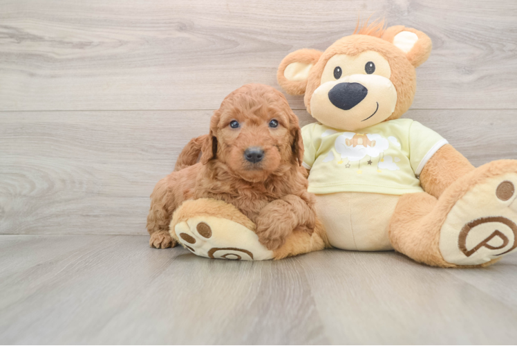 Mini Goldendoodle Puppy for Adoption