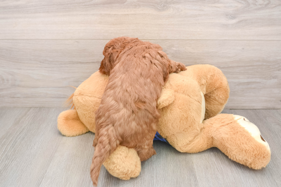 Smart Mini Goldendoodle Poodle Mix Pup