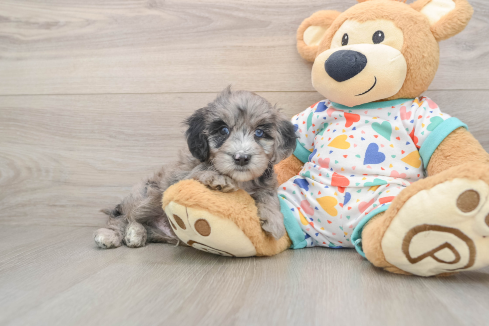 Mini Goldendoodle Puppy for Adoption