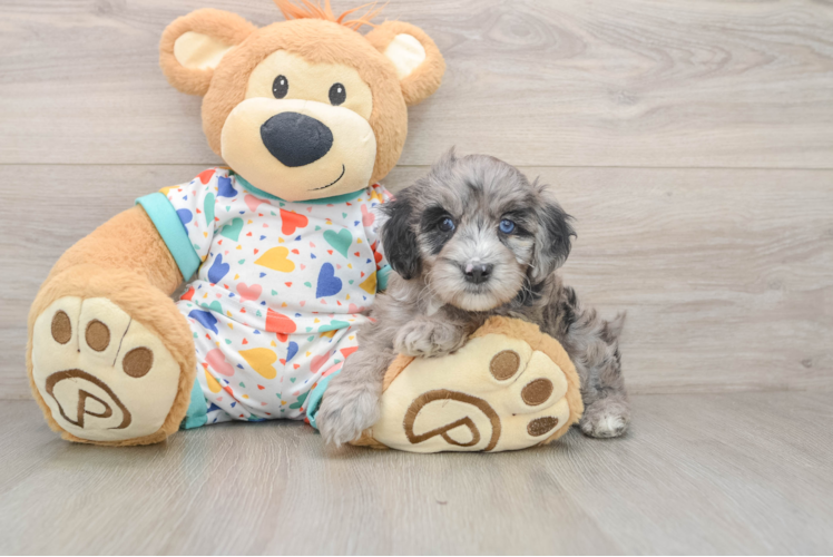 Mini Goldendoodle Puppy for Adoption