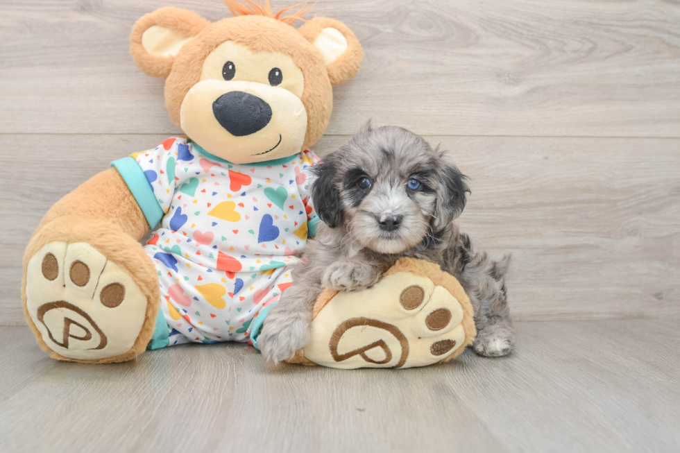 Mini Goldendoodle Puppy for Adoption