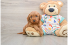 Sweet Mini Goldendoodle Baby