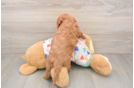 Mini Goldendoodle Puppy for Adoption