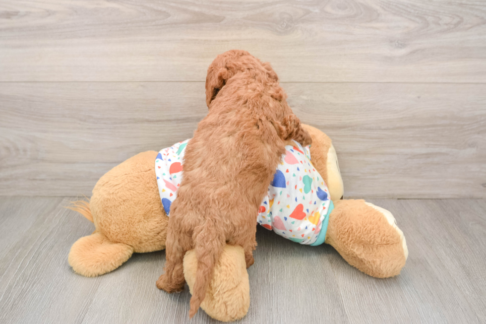 Mini Goldendoodle Puppy for Adoption