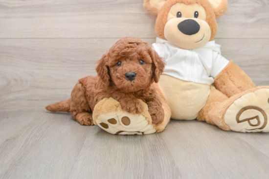 Energetic Golden Doodle Poodle Mix Puppy