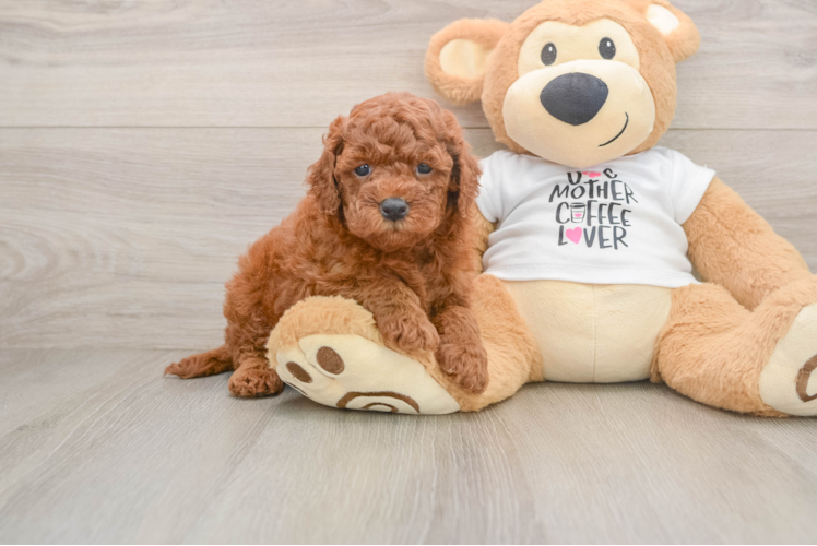 Mini Goldendoodle Pup Being Cute