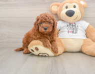 7 week old Mini Goldendoodle Puppy For Sale - Premier Pups