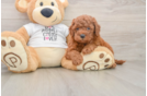 Energetic Golden Doodle Poodle Mix Puppy
