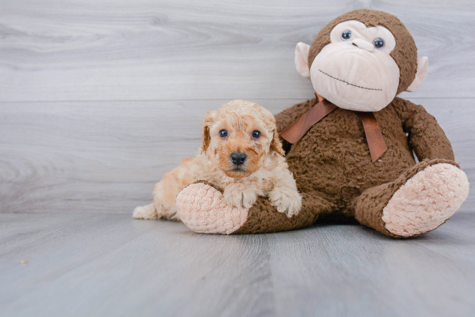 Mini Goldendoodle Puppy for Adoption