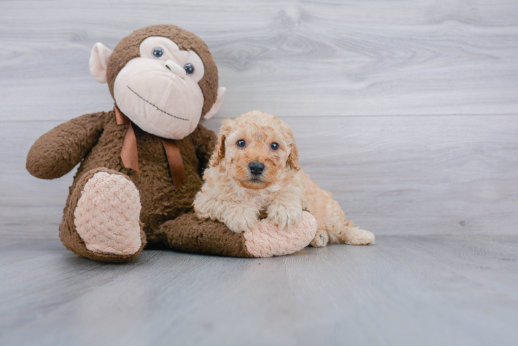 Funny Mini Goldendoodle Poodle Mix Pup