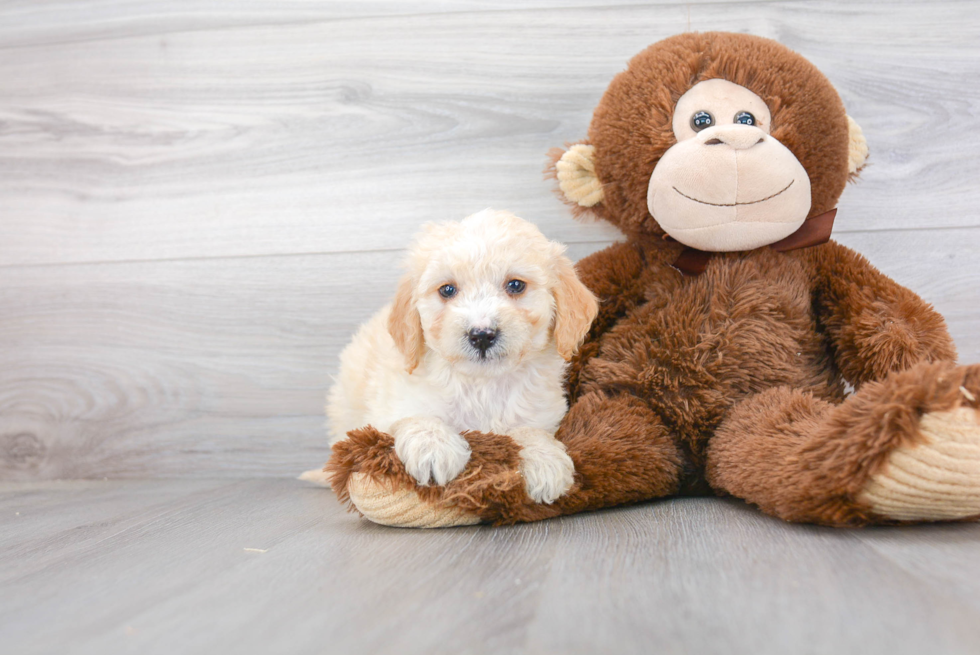 Funny Mini Goldendoodle Poodle Mix Pup