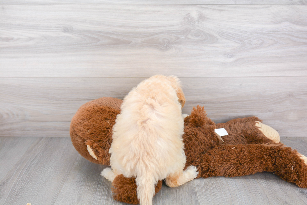 Petite Mini Goldendoodle Poodle Mix Pup