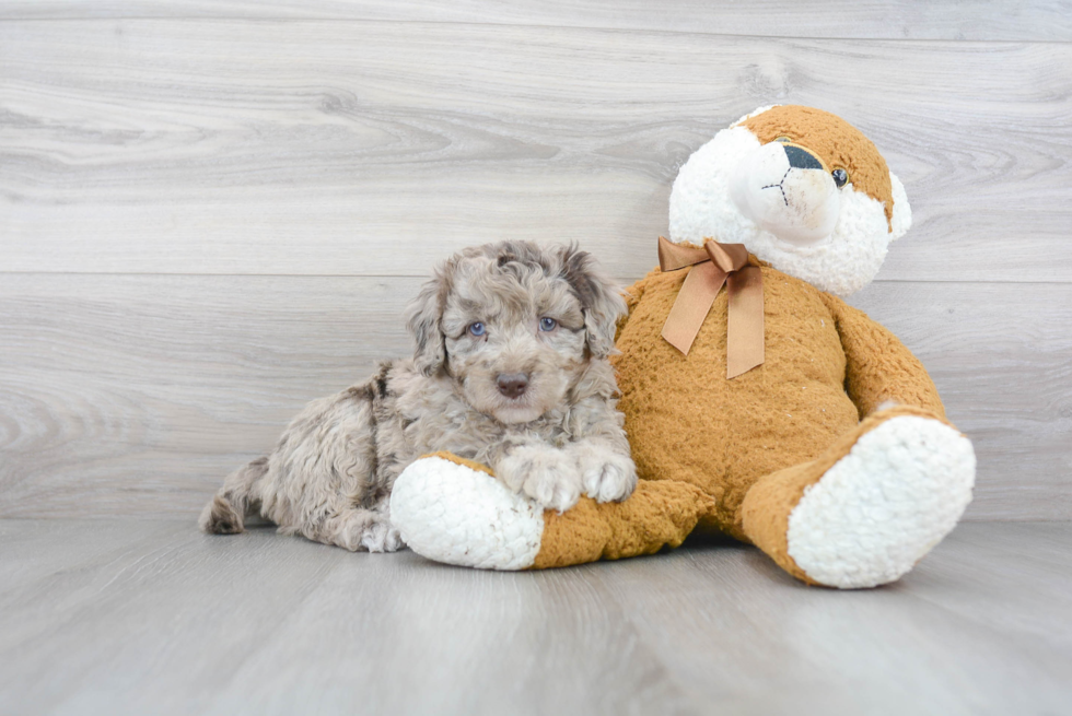 Mini Goldendoodle Puppy for Adoption