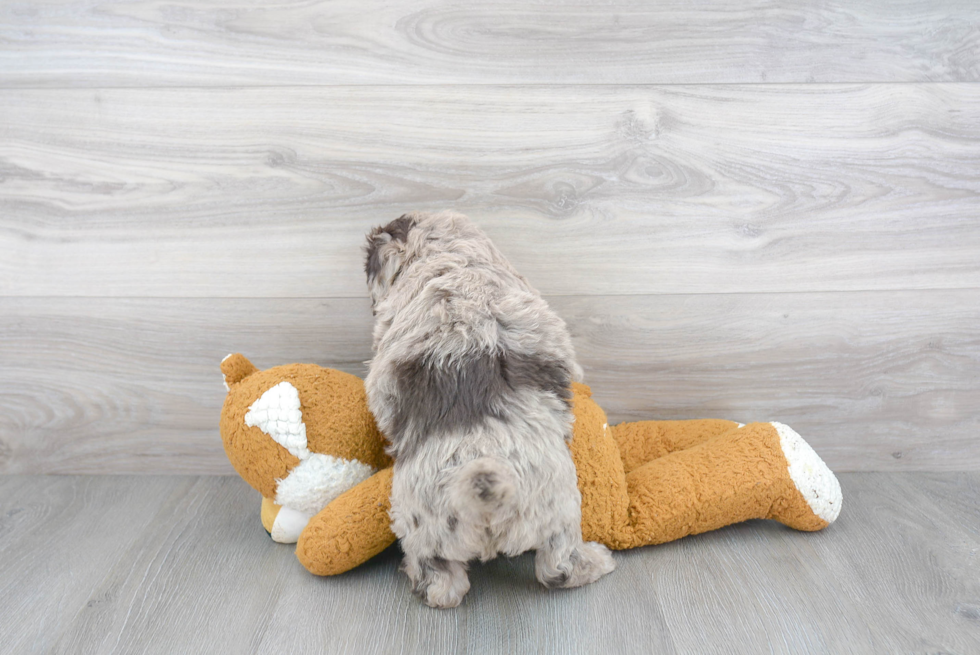 Energetic Golden Retriever Poodle Mix Puppy