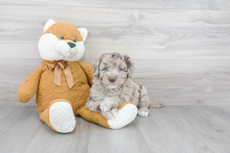 Best Mini Goldendoodle Baby