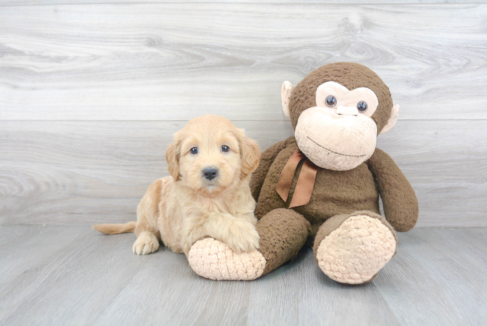 Best Mini Goldendoodle Baby