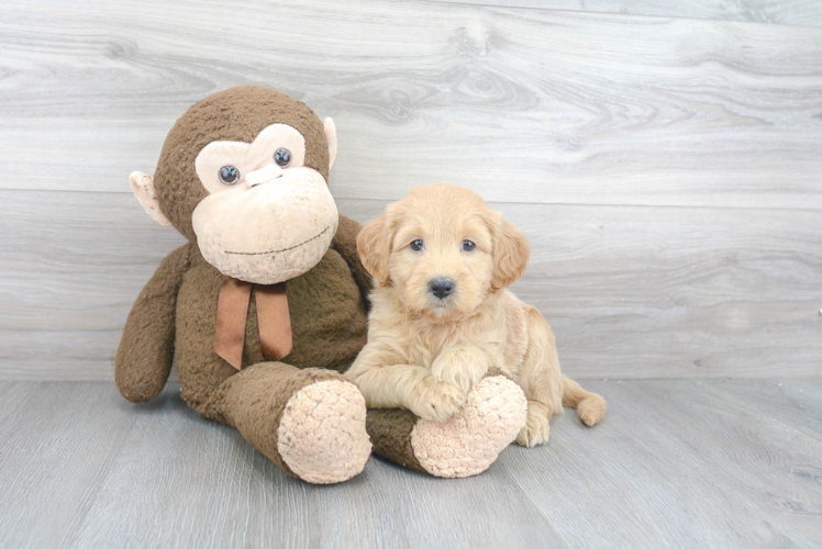 Best Mini Goldendoodle Baby