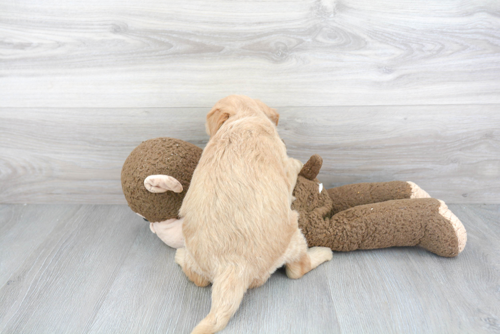 Mini Goldendoodle Pup Being Cute