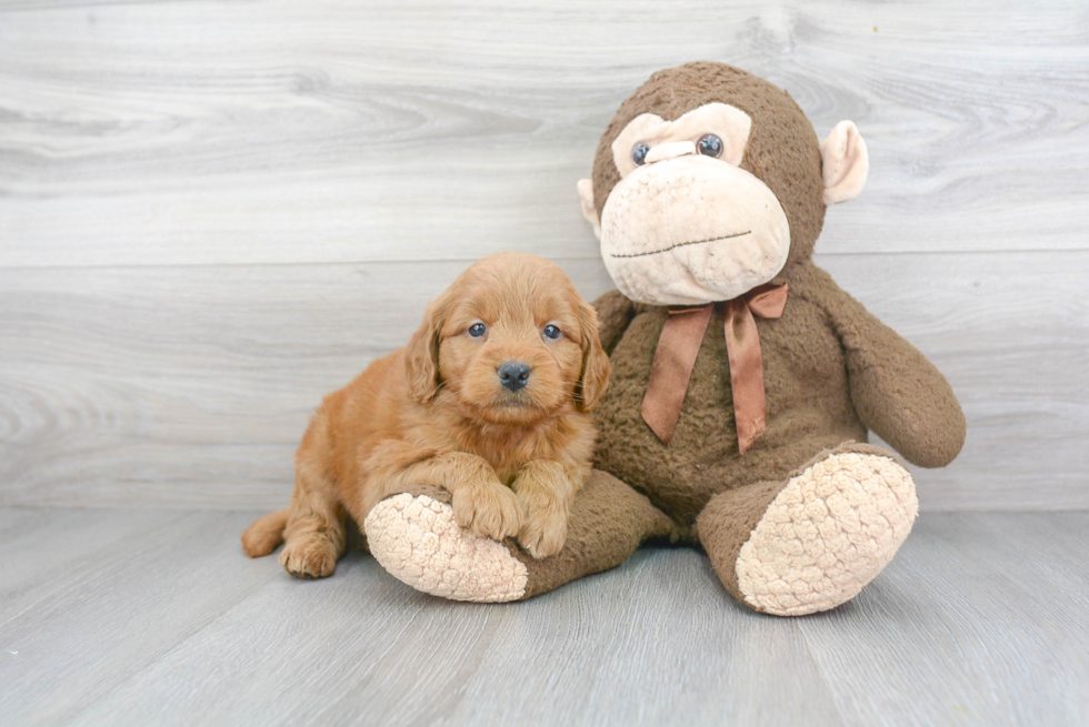 Mini Goldendoodle Pup Being Cute