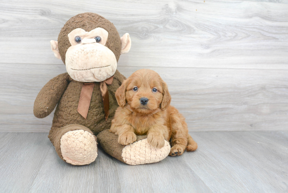 Mini Goldendoodle Pup Being Cute