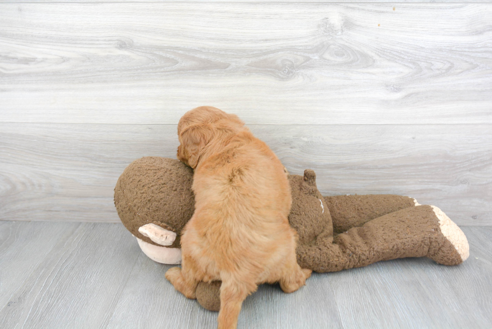 Happy Mini Goldendoodle Baby