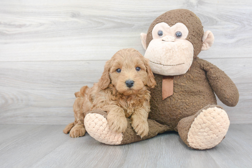 Best Mini Goldendoodle Baby