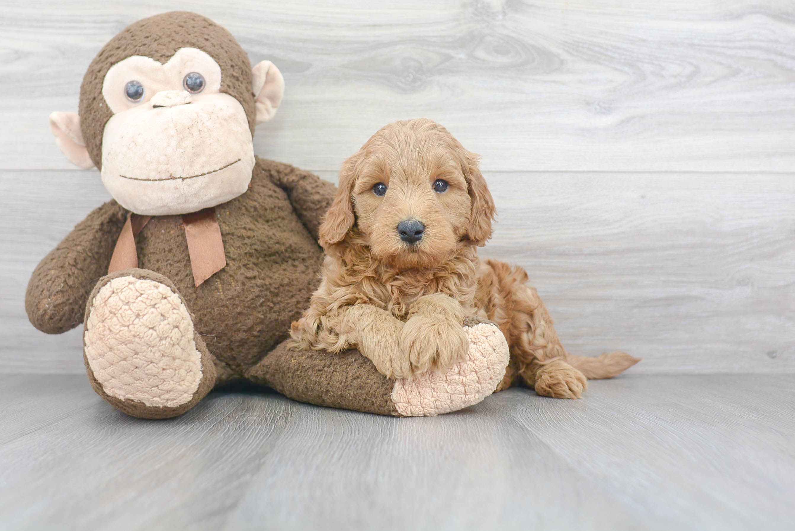 Mini Goldendoodle Pup Being Cute