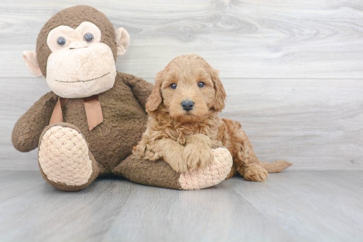 Mini Goldendoodle Pup Being Cute