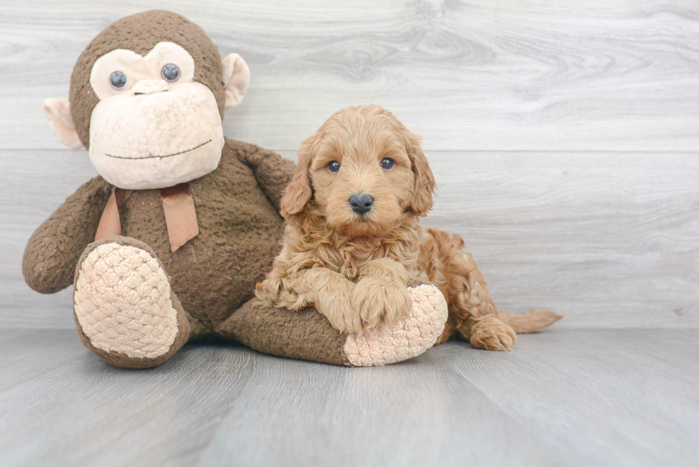 Mini Goldendoodle Pup Being Cute