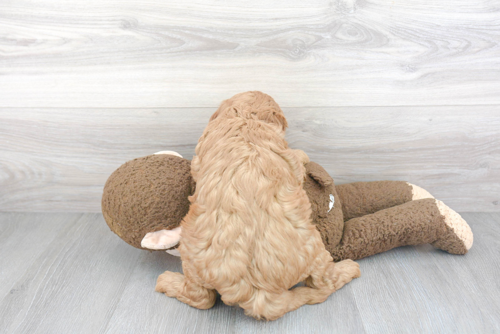 Best Mini Goldendoodle Baby