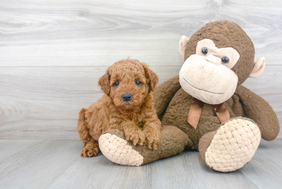 Adorable Golden Retriever Poodle Mix Puppy