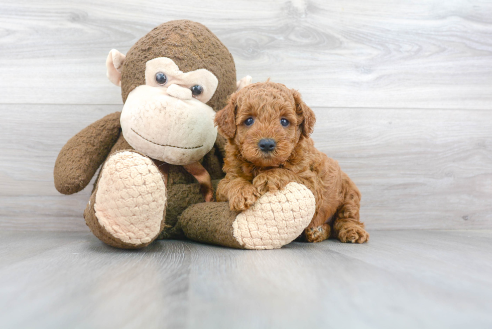 Mini Goldendoodle Puppy for Adoption