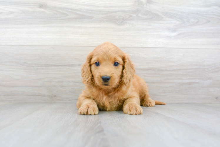 Mini Goldendoodle Puppy for Adoption