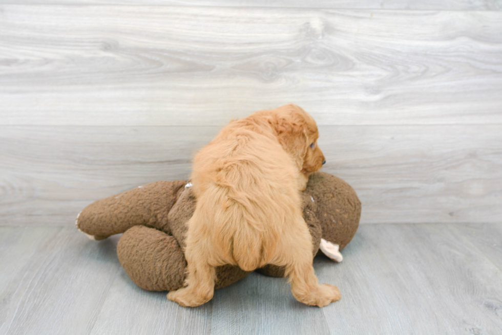 Best Mini Goldendoodle Baby