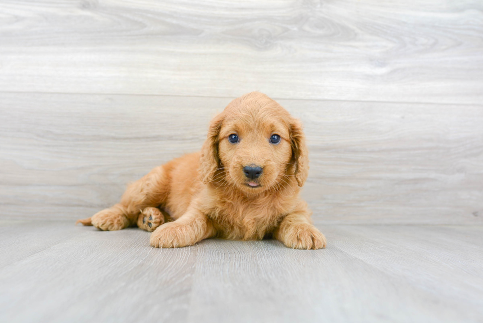 Best Mini Goldendoodle Baby
