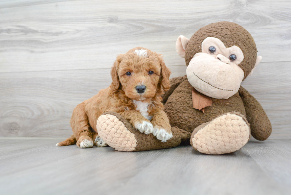 Playful Golden Retriever Poodle Mix Puppy