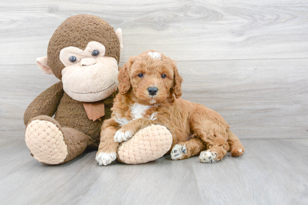 Best Mini Goldendoodle Baby