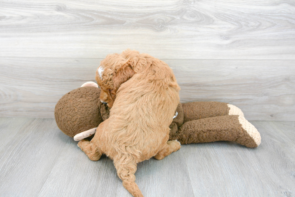 Mini Goldendoodle Pup Being Cute