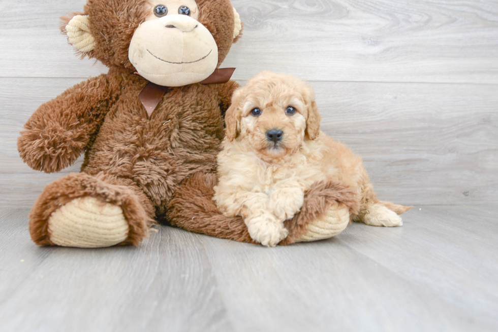 Mini Goldendoodle Puppy for Adoption