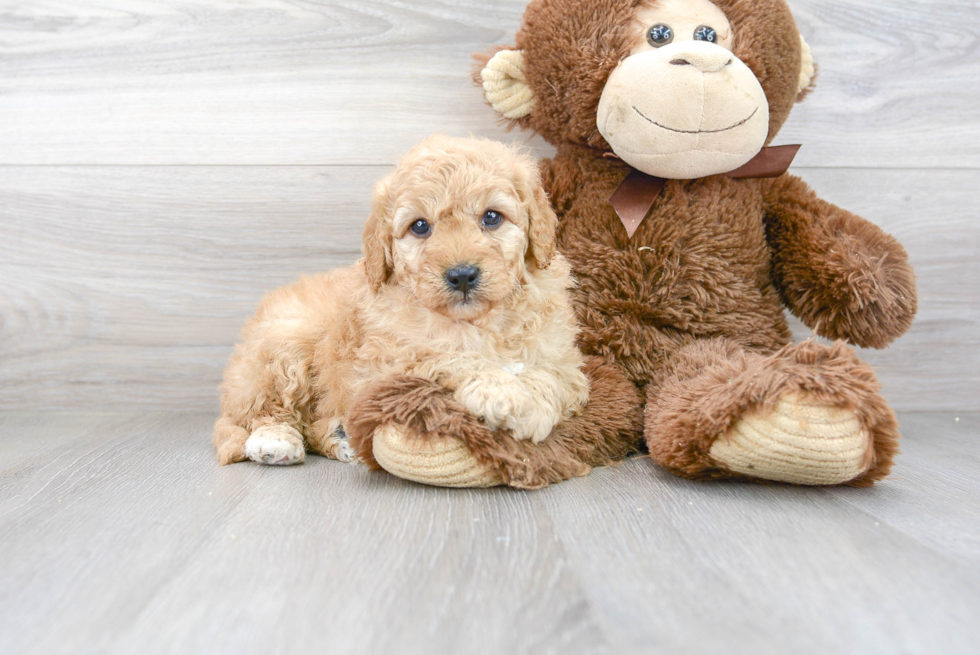 Best Mini Goldendoodle Baby