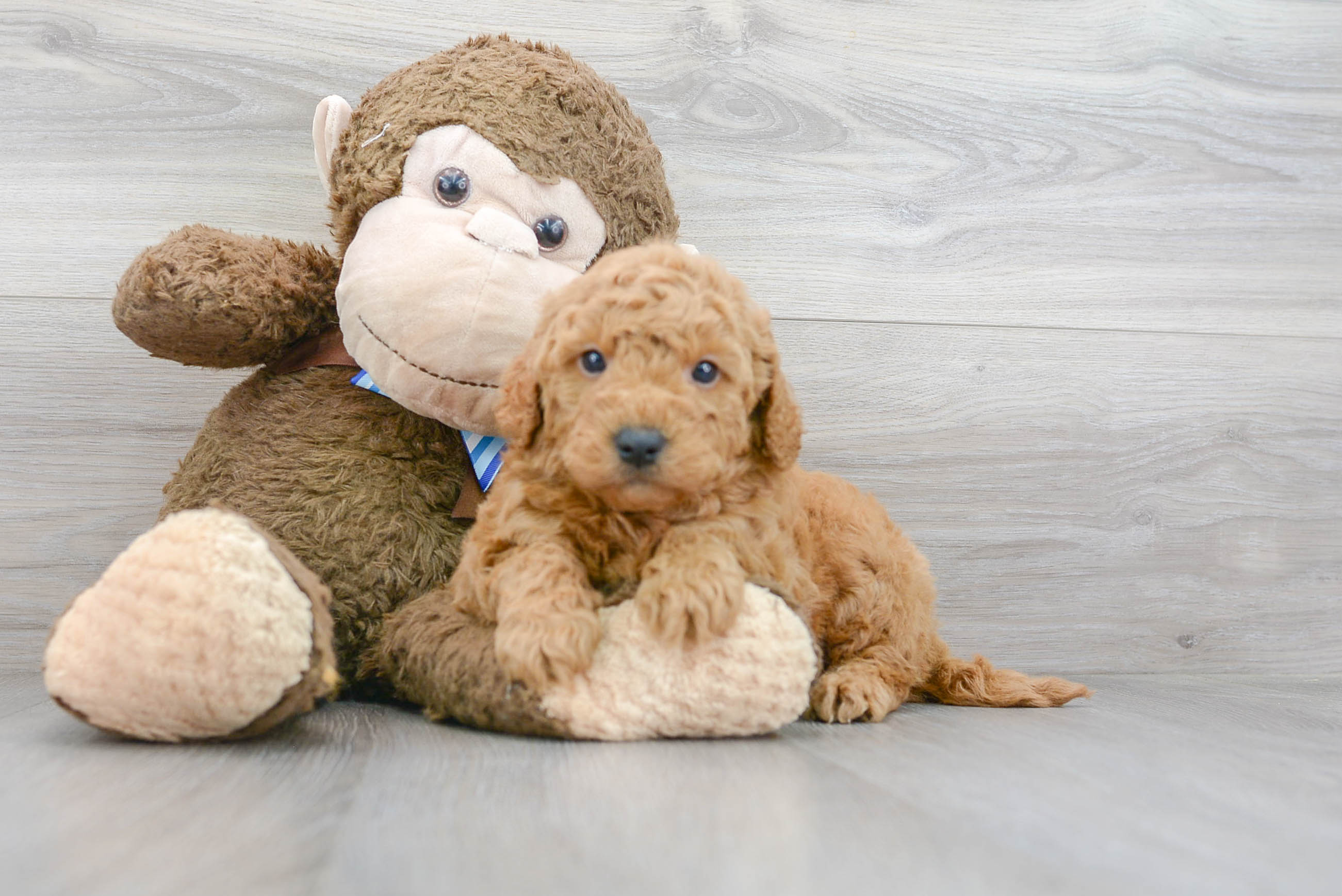 Fluffy Mini Goldendoodle Poodle Mix Pup