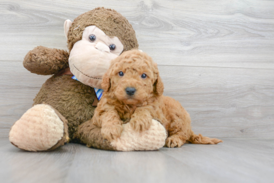 Fluffy Mini Goldendoodle Poodle Mix Pup