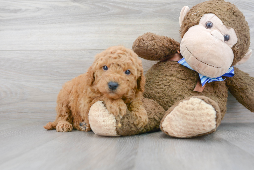 Mini Goldendoodle Pup Being Cute